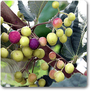Phalsa, Falsa,Grewia asiatica - Plant