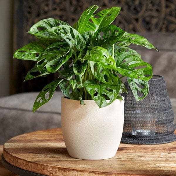 Philodendron Broken Heart, Monstera adansonii - Plant - Image 2