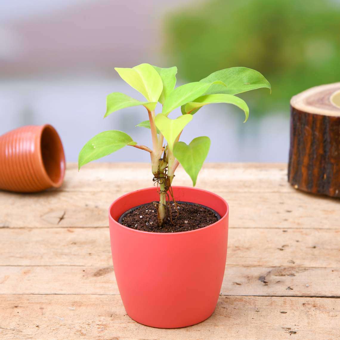 Philodendron Ceylon (Golden) - Plant