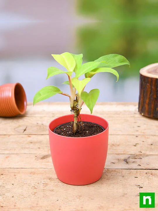 Philodendron Ceylon (Golden) - Plant - Image 2