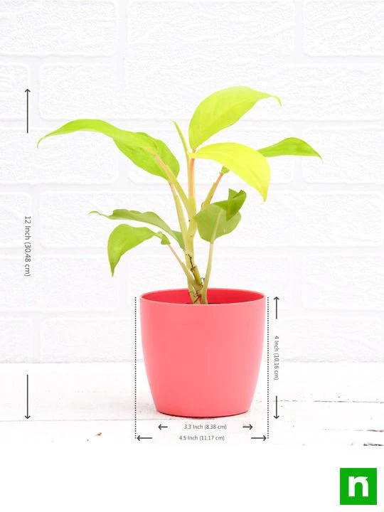 Philodendron Ceylon (Golden) - Plant - Image 3