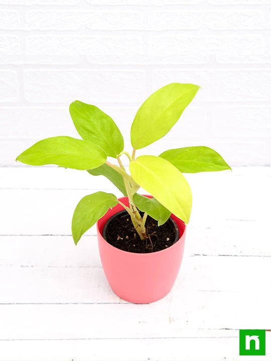 Philodendron Ceylon (Golden) - Plant - Image 4