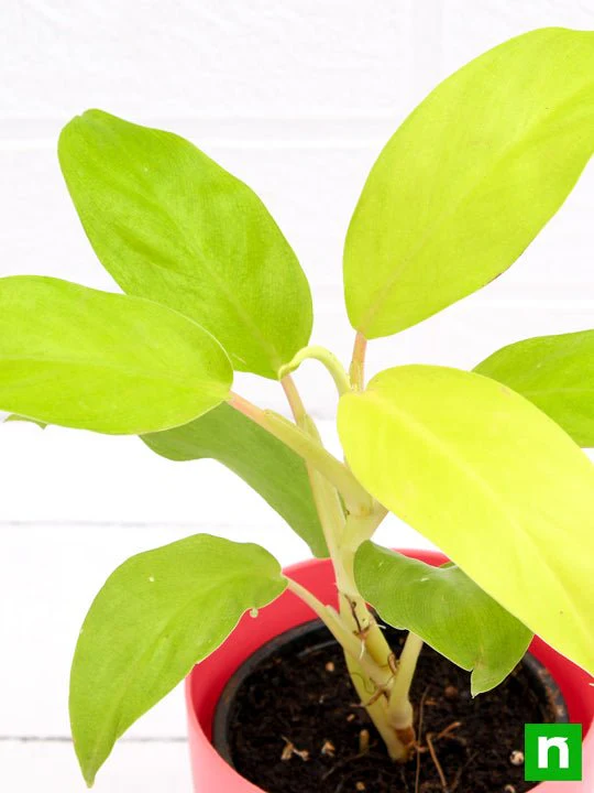 Philodendron Ceylon (Golden) - Plant - Image 5