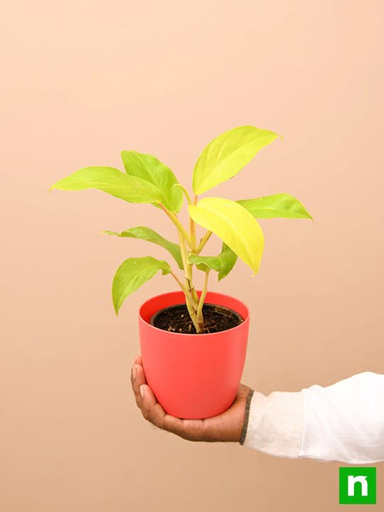 Philodendron Ceylon (Golden) - Plant - Image 6