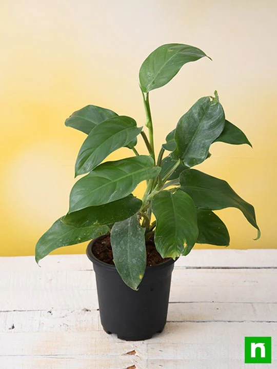 Philodendron Ceylon (Green) - Plant - Image 2