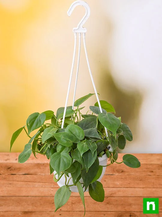 Philodendron Cordatum (Green, Hanging Basket) - Plant - Image 2