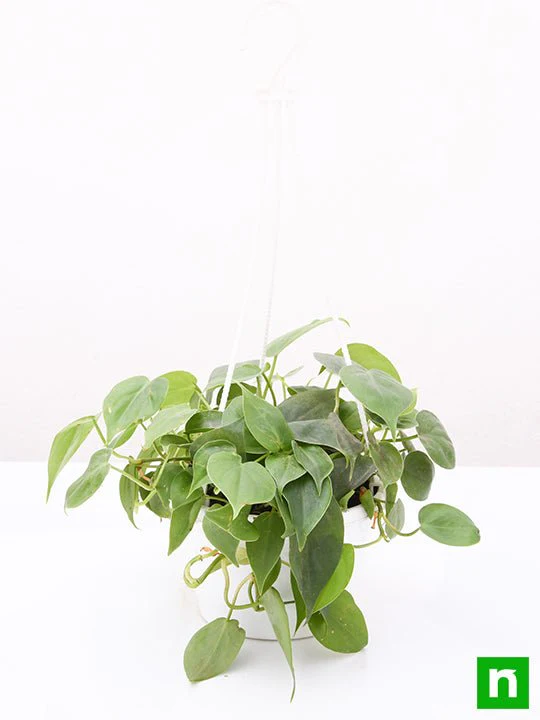 Philodendron Cordatum (Green, Hanging Basket) - Plant - Image 3