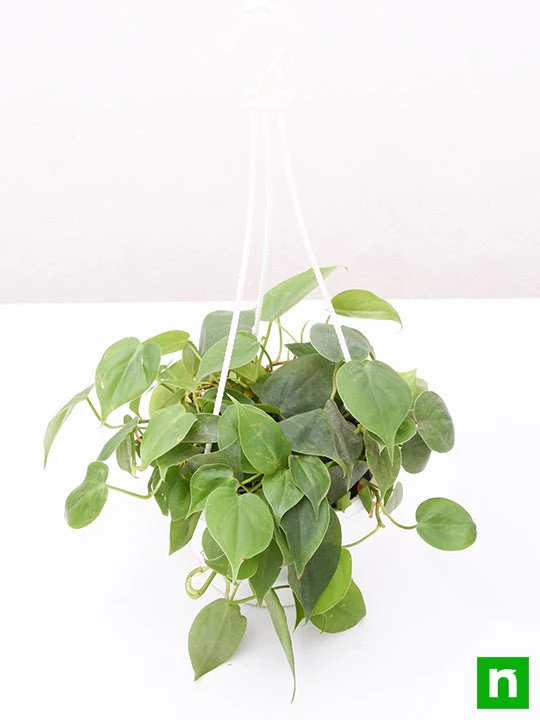 Philodendron Cordatum (Green, Hanging Basket) - Plant - Image 4