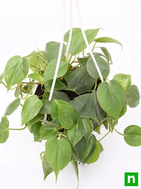 Philodendron Cordatum (Green, Hanging Basket) - Plant - Image 5