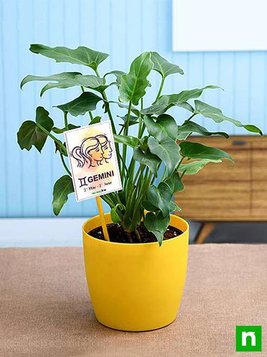 Philodendron for Gemini or Mithun Rashi - Plant - Image 2