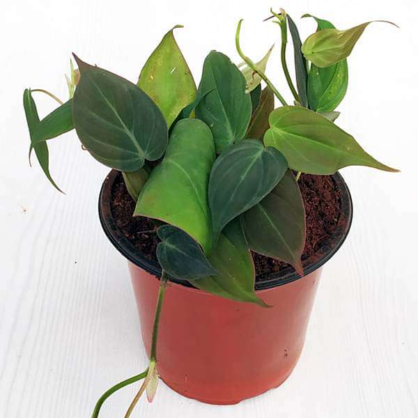 Philodendron melanochrysum, Black Gold Philodendron - Plant - Image 2