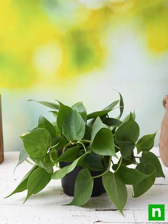 Philodendron Scandens Oxycardium, Heart-Leaf Philodendron - Plant - Image 2