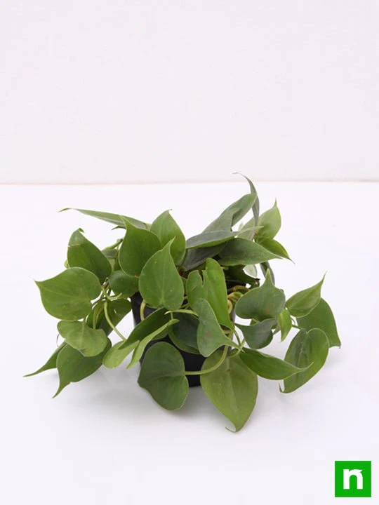 Philodendron Scandens Oxycardium, Heart-Leaf Philodendron - Plant - Image 3