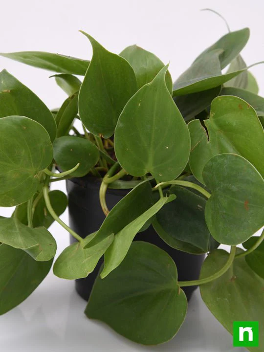 Philodendron Scandens Oxycardium, Heart-Leaf Philodendron - Plant - Image 4