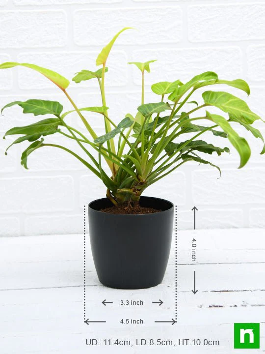 Philodendron xanadu Golden - Plant - Image 3