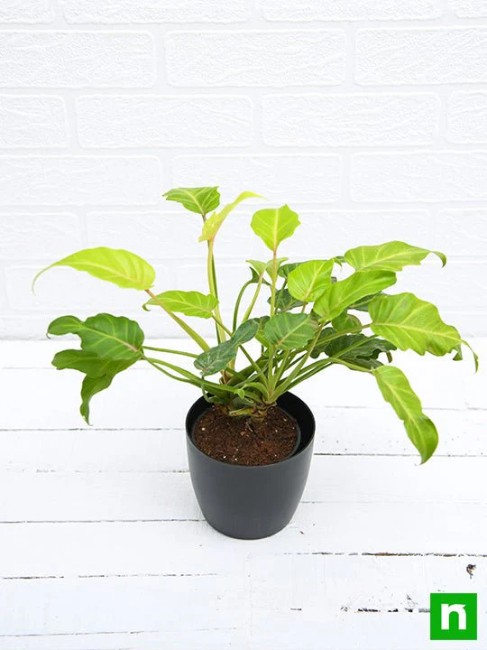 Philodendron xanadu Golden - Plant - Image 4