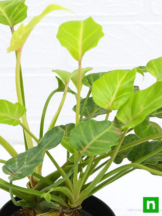 Philodendron xanadu Golden - Plant - Image 5