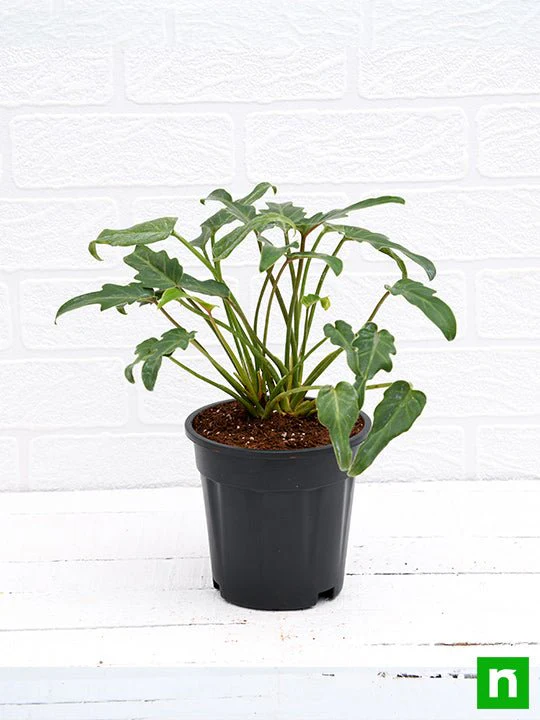 Philodendron xanadu Green - Plant - Image 2