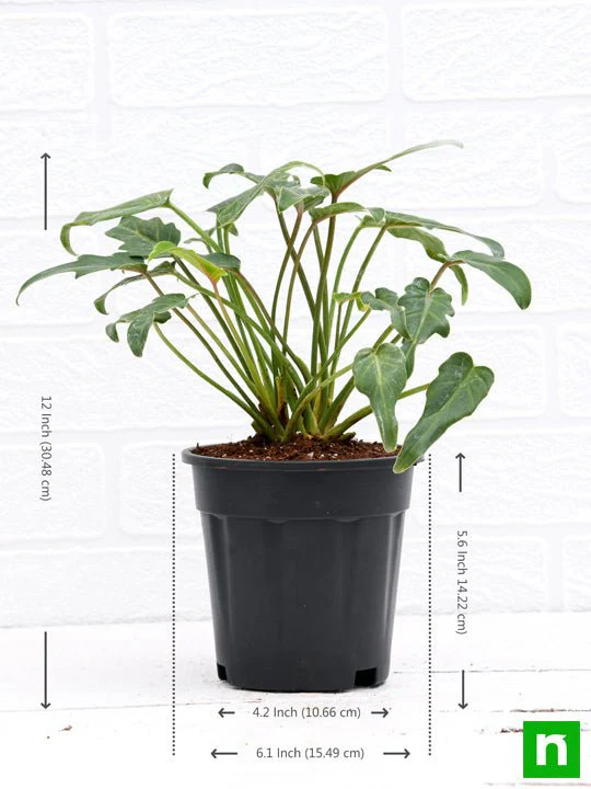 Philodendron xanadu Green - Plant - Image 3