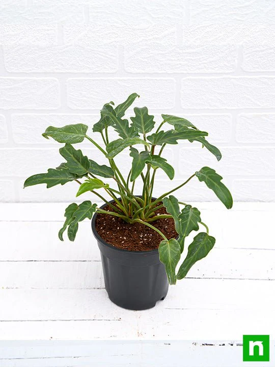 Philodendron xanadu Green - Plant - Image 4