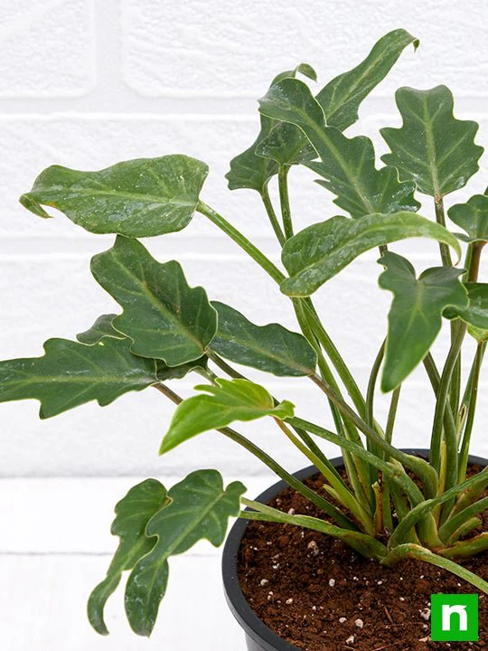 Philodendron xanadu Green - Plant - Image 5