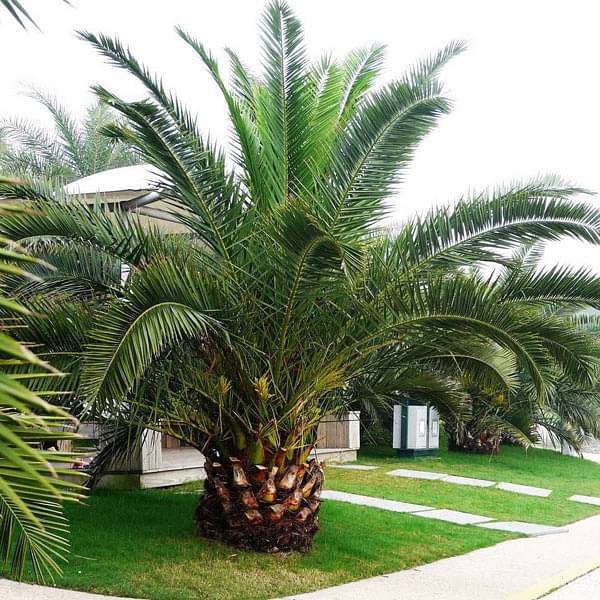 Phoenix Canariensis - 0.5 kg Seeds - Image 3