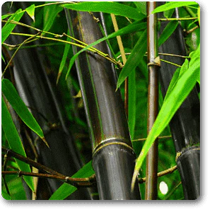 Phyllostachys Nigra, Black Bamboo - Plant