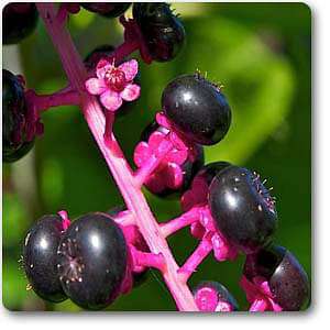 Phytolacca americana - Plant