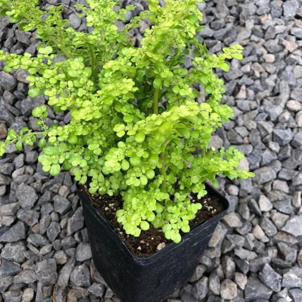 Pilea Artillery, Pilea Microphylla - Plant