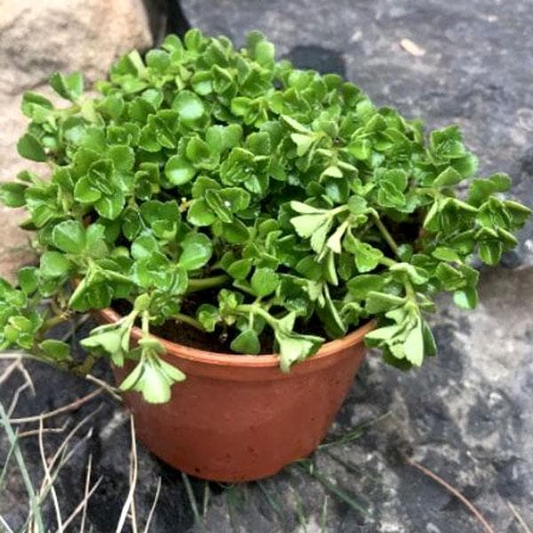 Pilea Glauca, Pilea Blue - Plant