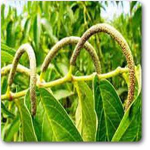 Pimenta-longa - Plant
