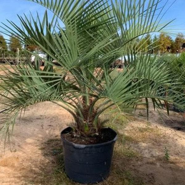Jelly Palm, Pindo Palm - Plant