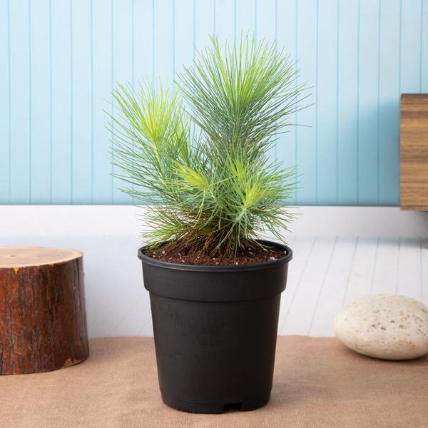 Pine Tree - Plant