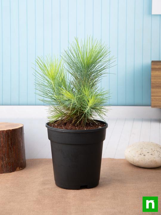 Pine Tree - Plant - Image 2