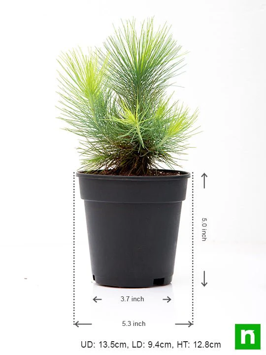 Pine Tree - Plant - Image 3