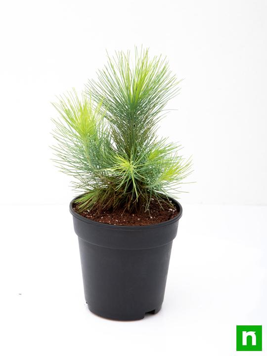 Pine Tree - Plant - Image 4