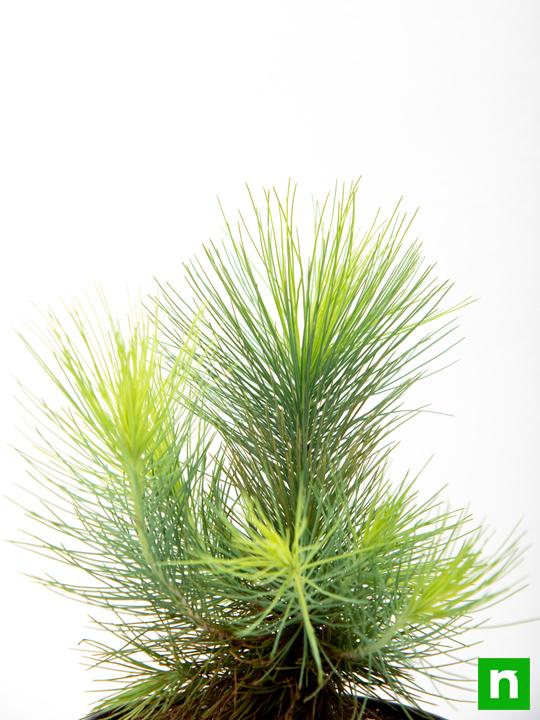 Pine Tree - Plant - Image 5