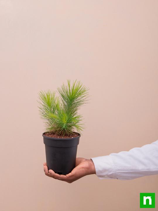 Pine Tree - Plant - Image 6