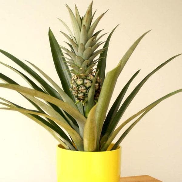 Pineapple, Anannas - Plant