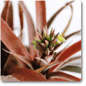 Pineapple Red - Plant - Image 2