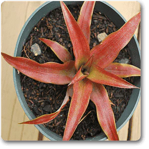 Pineapple Red - Plant - Image 3