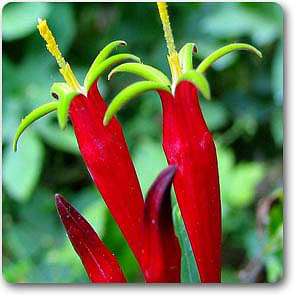 Pinkroot - Plant