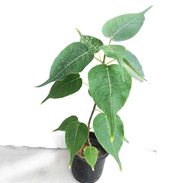 Pipal, Tree of Pushya Nakshatra, Cancer or Kark Rashi - Plant