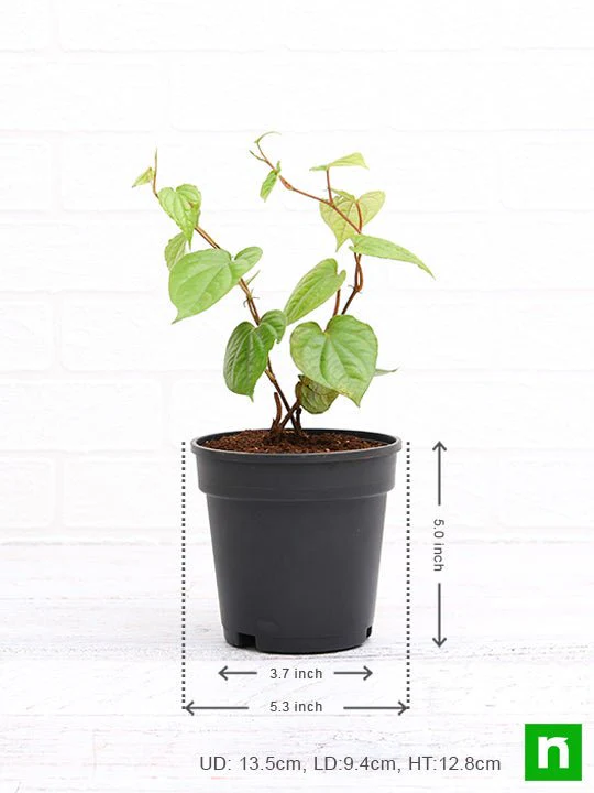 Piper Betel, Maghai Paan - Plant - Image 2