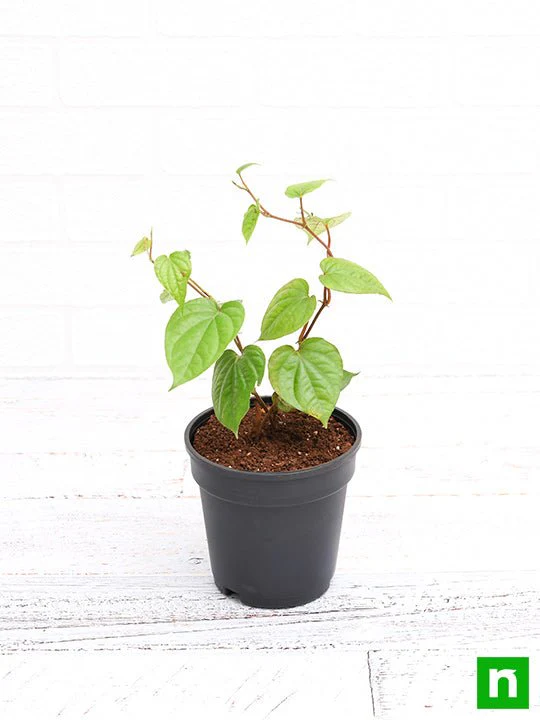 Piper Betel, Maghai Paan - Plant - Image 3