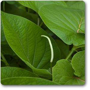 Piper hispidinervum - Plant