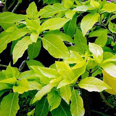 Pisonia Alba, Catchbirdtrees, Birdcatcher, Birdlime - Plant