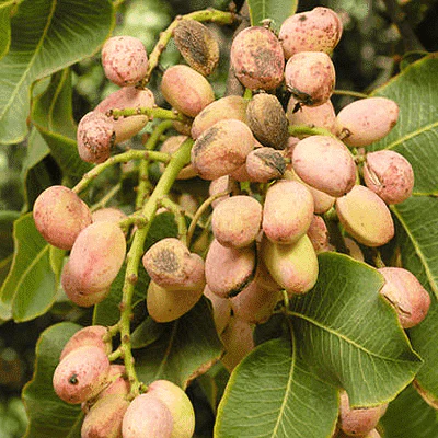 Pistachio, Pista Seeds - 0.5 kg Seeds
