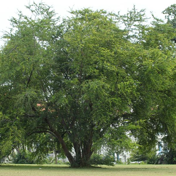 Pithecellobium Dulce, Jungle Jalebi - 0.5 kg Seeds - Image 2