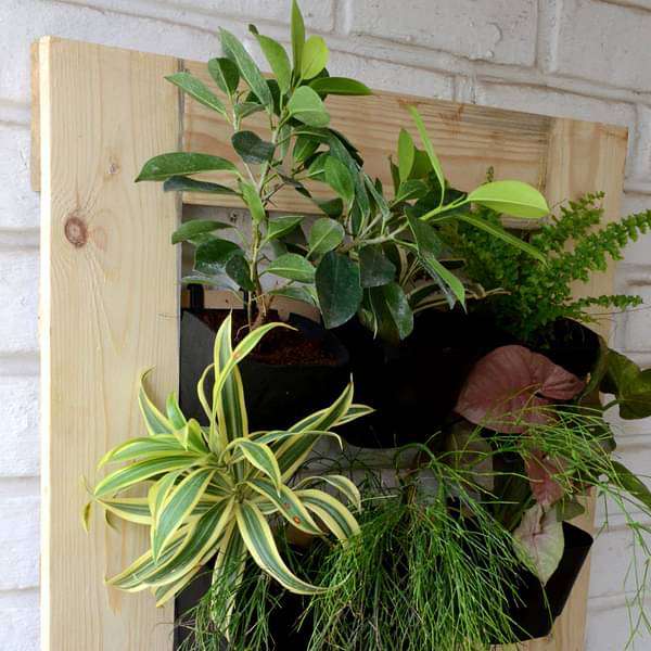 Plants with vertical garden setup (2 X 2 ft) - Image 4
